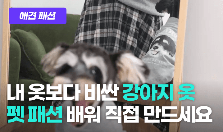 애견 패션 프로그램 이미지