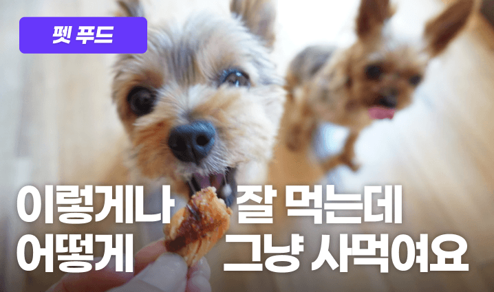 애견 간식 프로그램 이미지